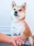 Pet Bandana (Beige)