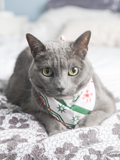 Pet Bandana (Holiday)